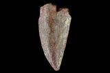 Bargain, Raptor Tooth - Real Dinosaur Tooth #158975-1